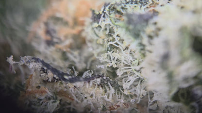 Sweet Tea (Cookies x Seed Junkie Genetics)