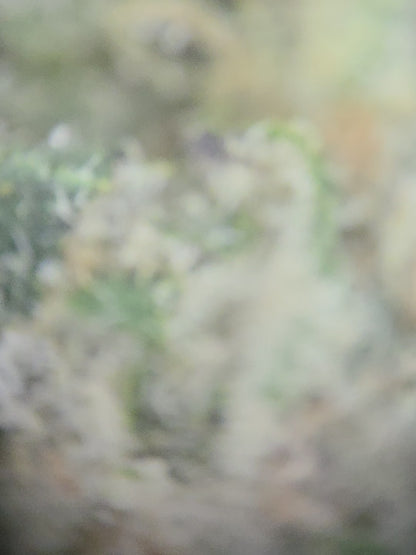 Girl Scout Cookies