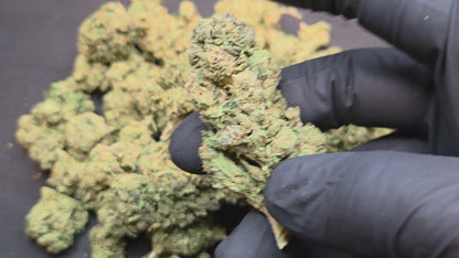 Gelato 41