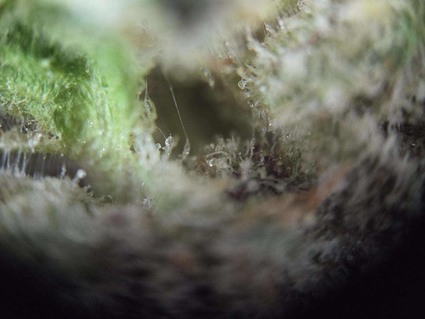 London pound cake SMALLS