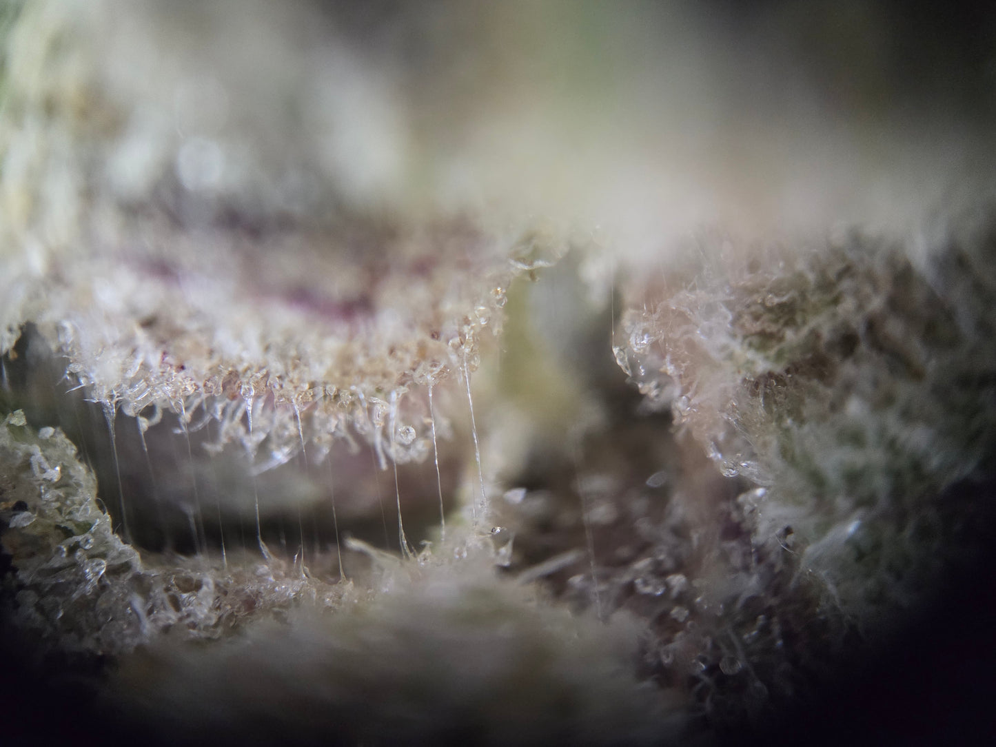 London pound cake SMALLS