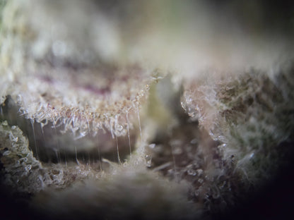 London pound cake SMALLS